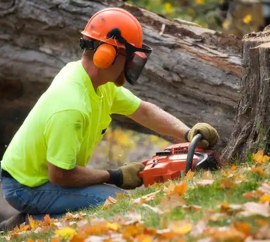 tree services Plain Dealing